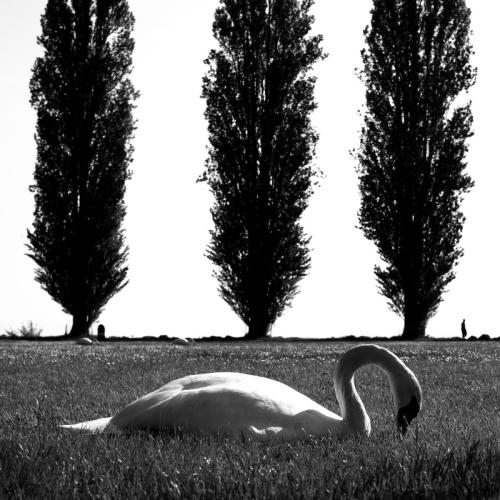 A poils ou a plume MartinetSebastien 01